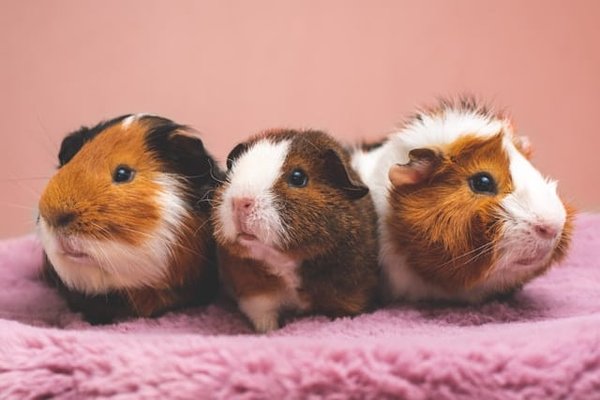 How to Choose the Right Type of Bedding for a Guinea Pig with Respiratory Sensitivity?