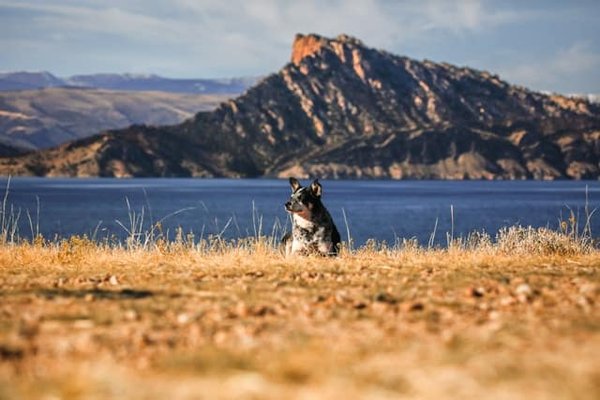 How to Train an Australian Shepherd for Search and Rescue Work?